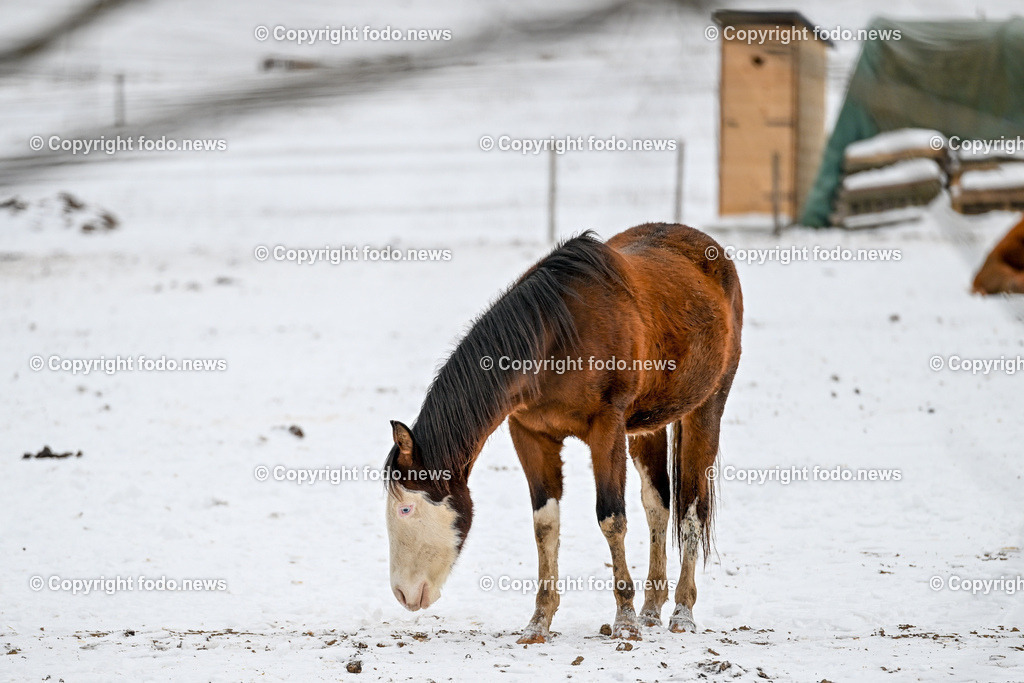 Slowakei_ Durcina_ Ranch Simba_ 06.01.2026-63 | 06.01.2026, Rajec, SVK, Themenbild, Pferde, im Bild Pferd, Pferde, Stute, Hengst, Fohlen, Quarter Horse, Ranch, Weide, Hof, Wiese, Stall, Nutztier, Tier, Winter, Schnee
