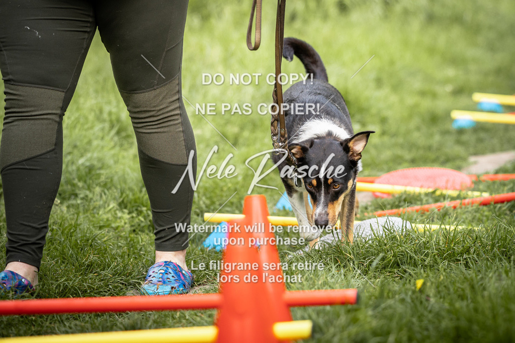 nelerasche_So-earlydog_25 | nelerasche