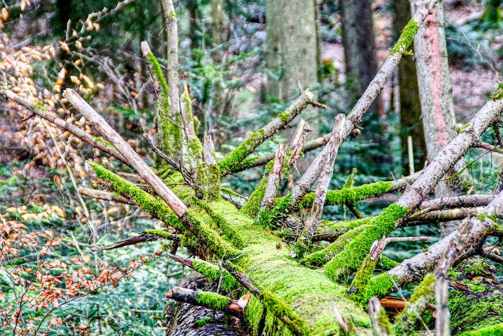 Vermooster Baumstamm | www-pimpup-me - Realisiert mit Pictrs.com