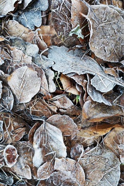 gefroren | andreasojkafotografie - Realisiert mit Pictrs.com