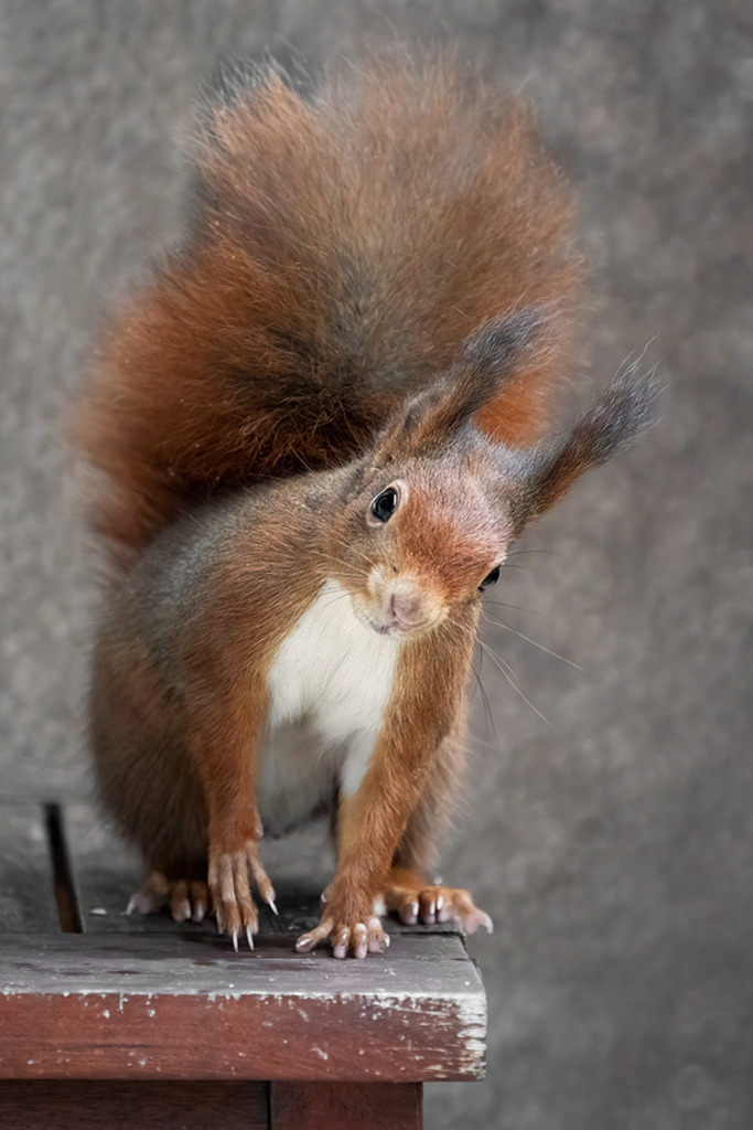 Eichhörnchen im Porträt | Deutschland | Premium-Wandbild von justsomewhere.com: Ein rotes Eichhörnchen in der Frontalansicht auf einer Holzkante mit schräg gelegtem Kopf vor einem strukturierten, grauen Hintergrund, aufgenommen in Deutschland. - Realisiert mit Pictrs.com