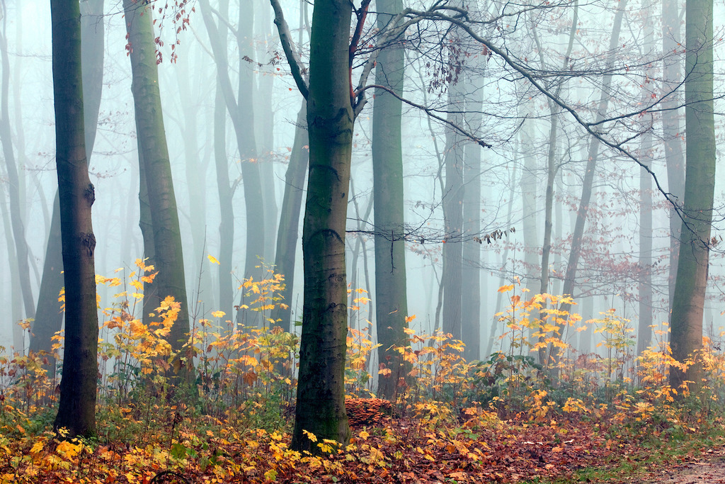 101116-043 | Europa, DEU, Deutschland, Nordrhein Westfalen, NRW, Rheinland, Niederrhein, Krefeld, Wald, Buchenwald, Herbst, Nebel, Kategorien und Themen, Natur, Umwelt, Landschaft, Jahreszeiten, Stimmungen, Landschaftsfotografie, Landschaften, Landschaftsphoto, Landschaftsphotographie, Wetter, Wetterelemente, Wetterlage, Wetterkunde, Witterung, Witterungsbedingungen, Wettererscheinungen, Meteorologie, Wettervorhersage....[Fuer die Nutzung gelten die jeweils gueltigen Allgemeinen Liefer-und Geschaeftsbedingungen. Nutzung nur gegen Verwendungsmeldung und Nachweis. Download der AGB unter http://www.image-box.com oder werden auf Anfrage zugesendet. Freigabe ist vorher erforderlich. Jede Nutzung des Fotos ist honorarpflichtig gemaess derzeit gueltiger MFM Liste - Kontakt, Uwe Schmid-Fotografie, Duisburg, Tel. (+49).2065.677997, ..archiv@image-box.com, www.image-box.com] - Realisiert mit Pictrs.com