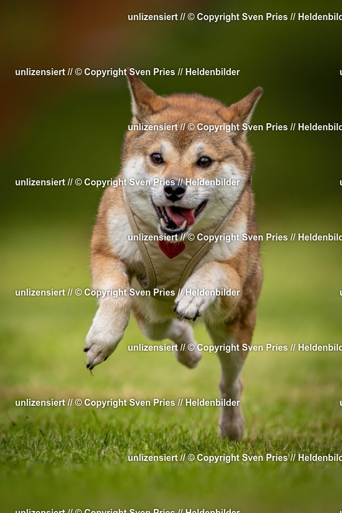 Sven Pries | 2024-09-22 - Hunderennen Baden-BadenPudelverein - Realisiert mit Pictrs.com