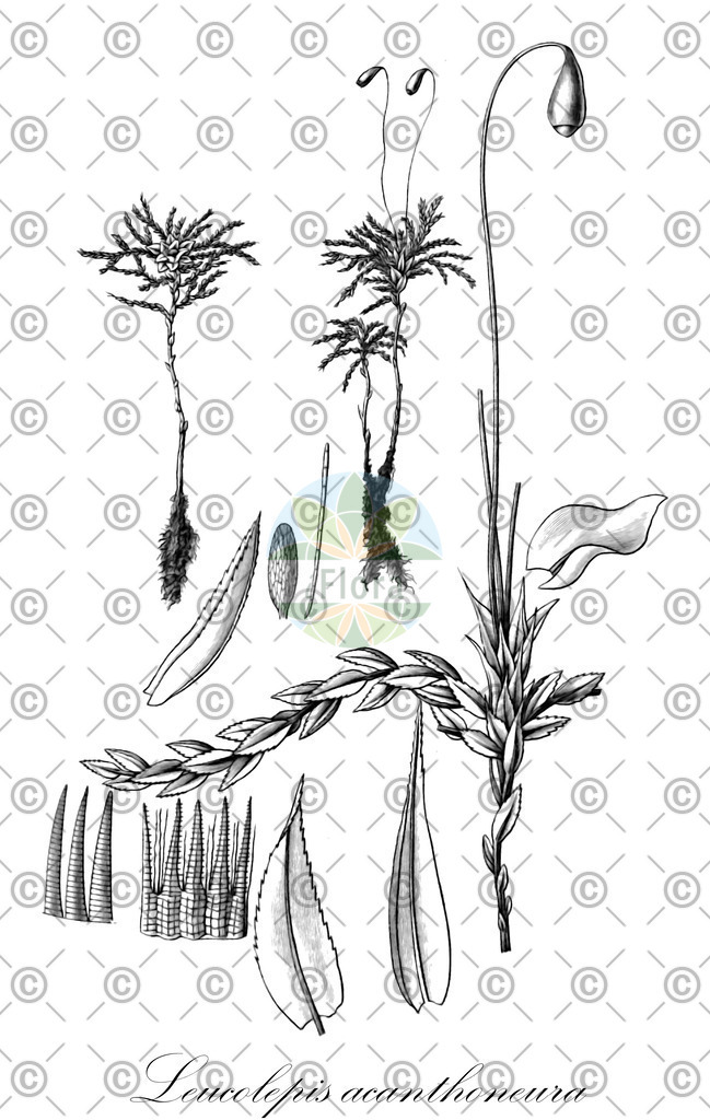 HistAbb_wfo-0001178779_1_ENZY_Simple | Historische Abbildung von Leucolepis acanthoneura - Mniaceae | Historical Illustration of Leucolepis acanthoneura - Mniaceae