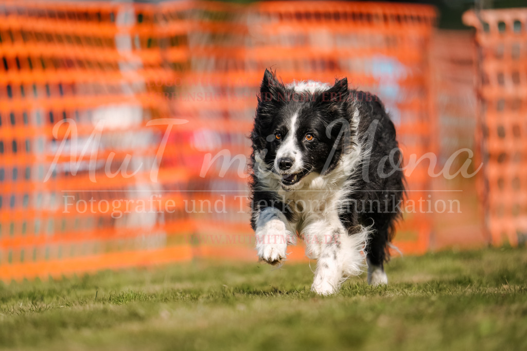 20250928_Hunderennen-580 | MuT (Mensch und Tier) mit Mona - Fotografie und Tierkommunikation - Realisiert mit Pictrs.com