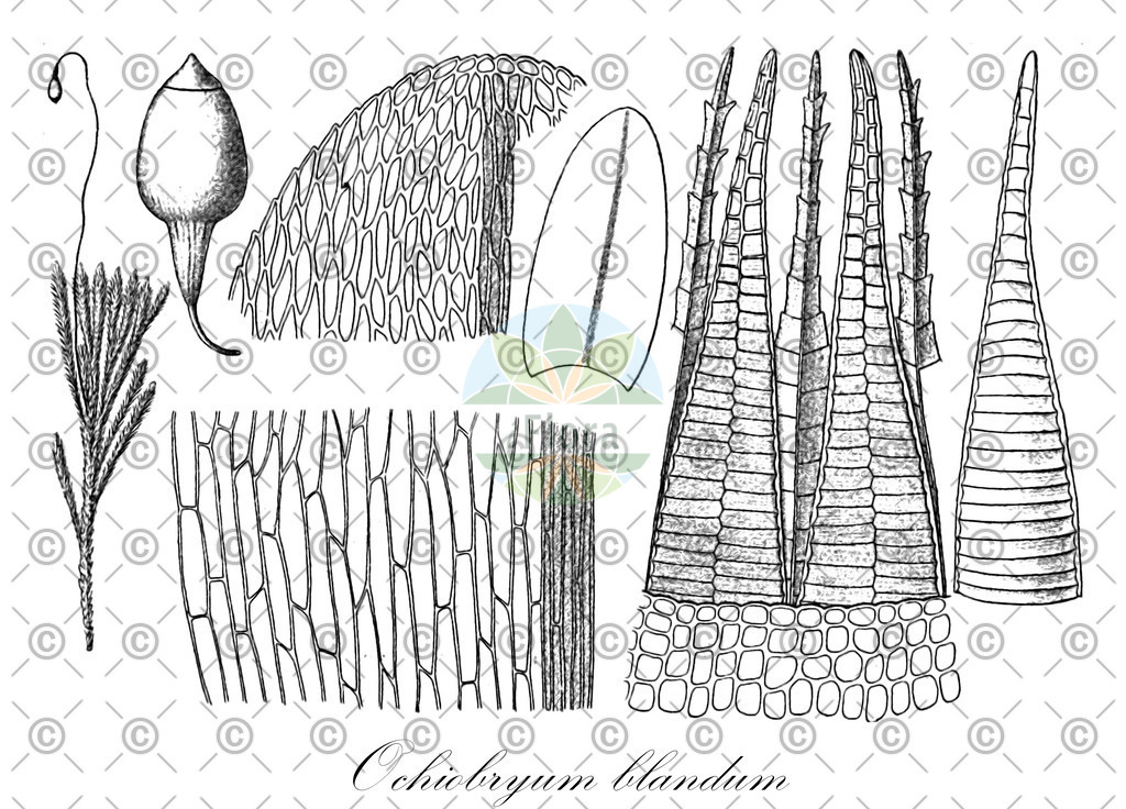 HistAbb_66FB_1_ENZY_Simple | Historische Abbildung von Ochiobryum blandum - Bryaceae | Historical Illustration of Ochiobryum blandum - Bryaceae
