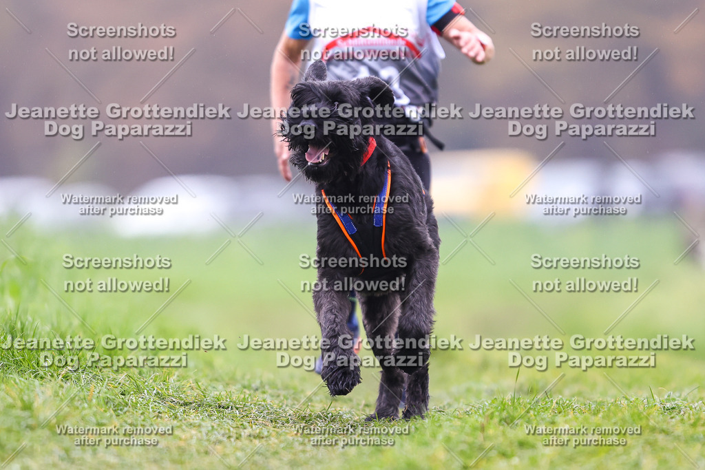 Dog Paparazzi - Visbeck 25 -820 | Dog Paparazzi Jeanette Grottendiek Fotografie & Videografie - Realisiert mit Pictrs.com