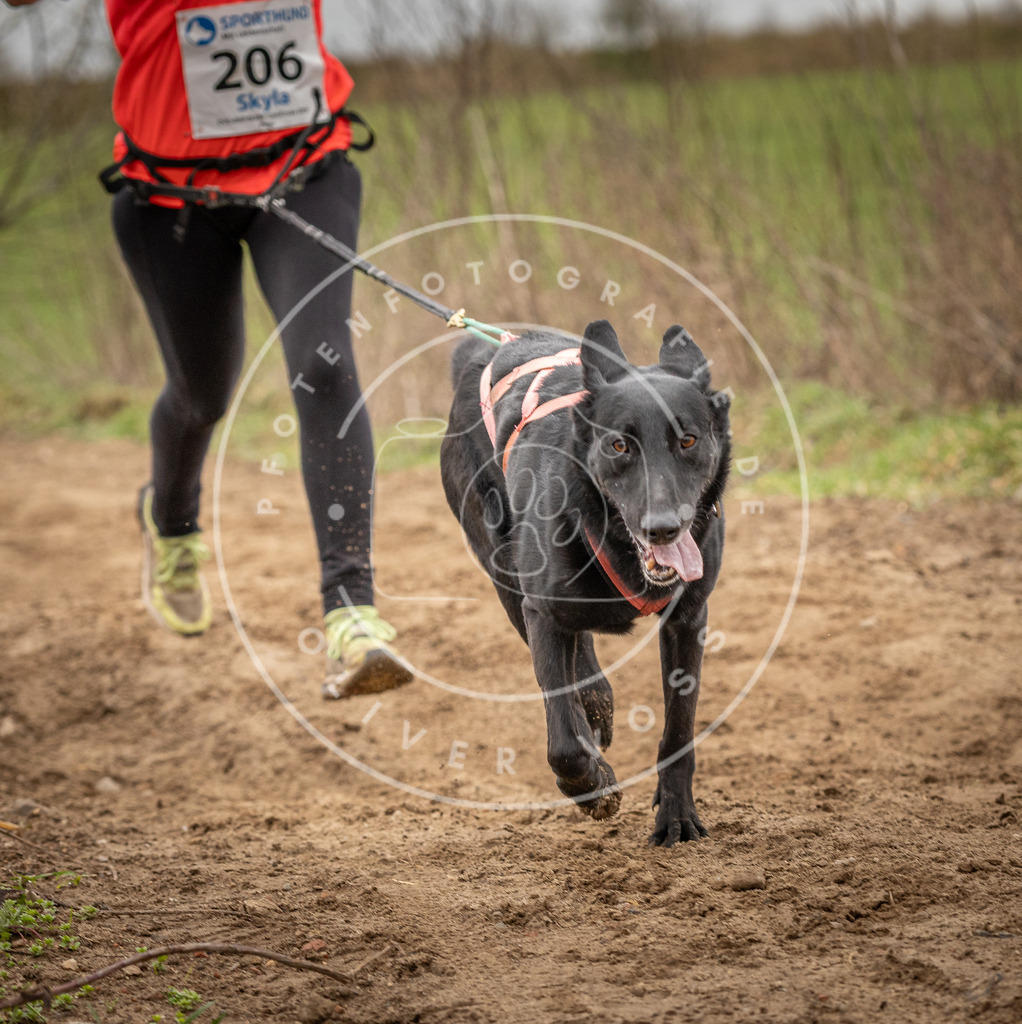 DV3A2573 | Hundefotografie, Tierfotograf, Pfotenfotografie, Fotoshooting Hund, Hunde Portrait, Hundesport, Hundeportraits, Heideshooting, Hunde, Sportfotograf, Hundefotograf, Turnierhundsport, THS,  - Realisiert mit Pictrs.com