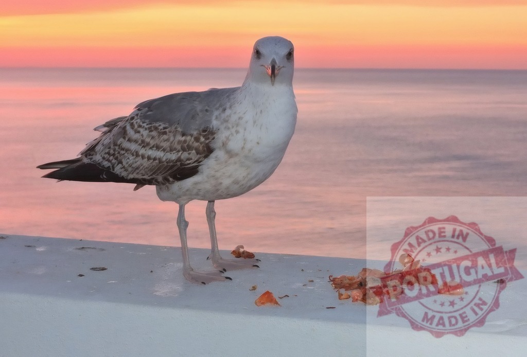 Seagull eating shrimp on wall at colorful sunset | Seagull eating shrimp remnants on a concrete wall with a vibrant pink and orange sunset over the ocean - Realized with Pictrs.com