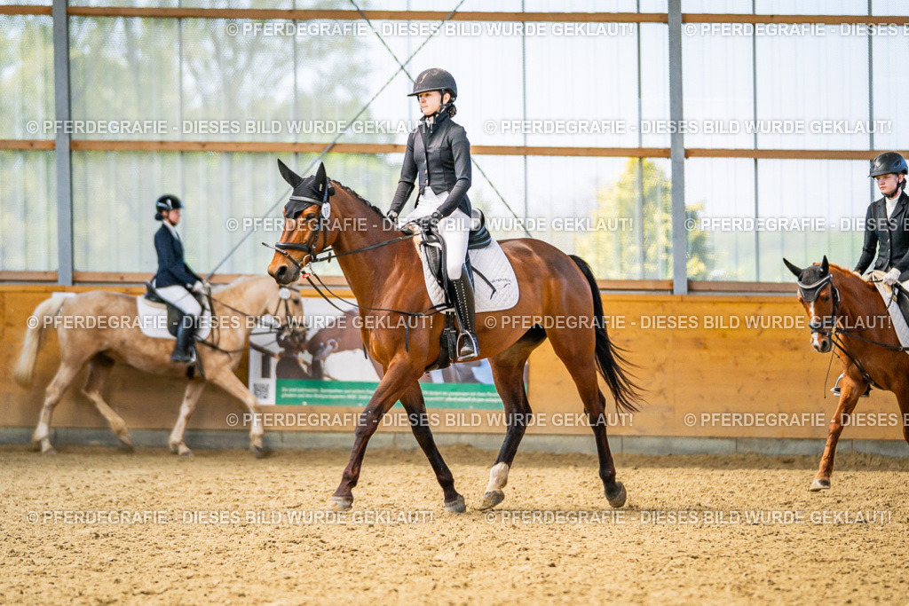 DSC03576 | Pferdegrafie