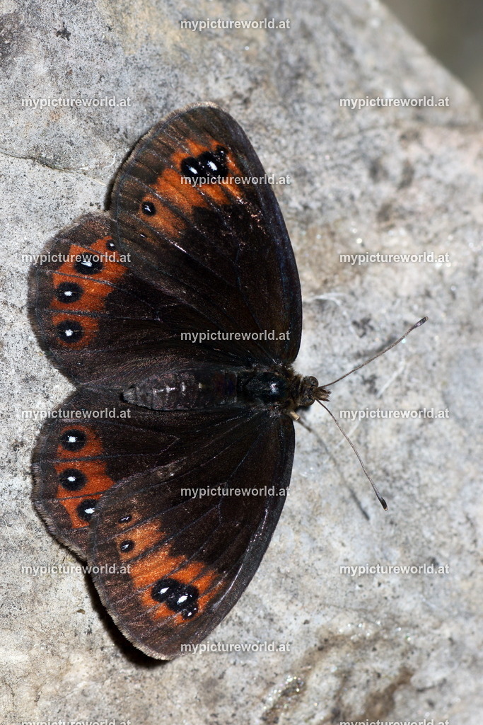 Erebia styx-003 | Das Bilderarchiv über Tiere, Planzen und Landschaften. In der Bilddatenbank finden Sie ein große Auswahl an hochwertigen Bilder für Ihre Werbung - Realisiert mit Pictrs.com