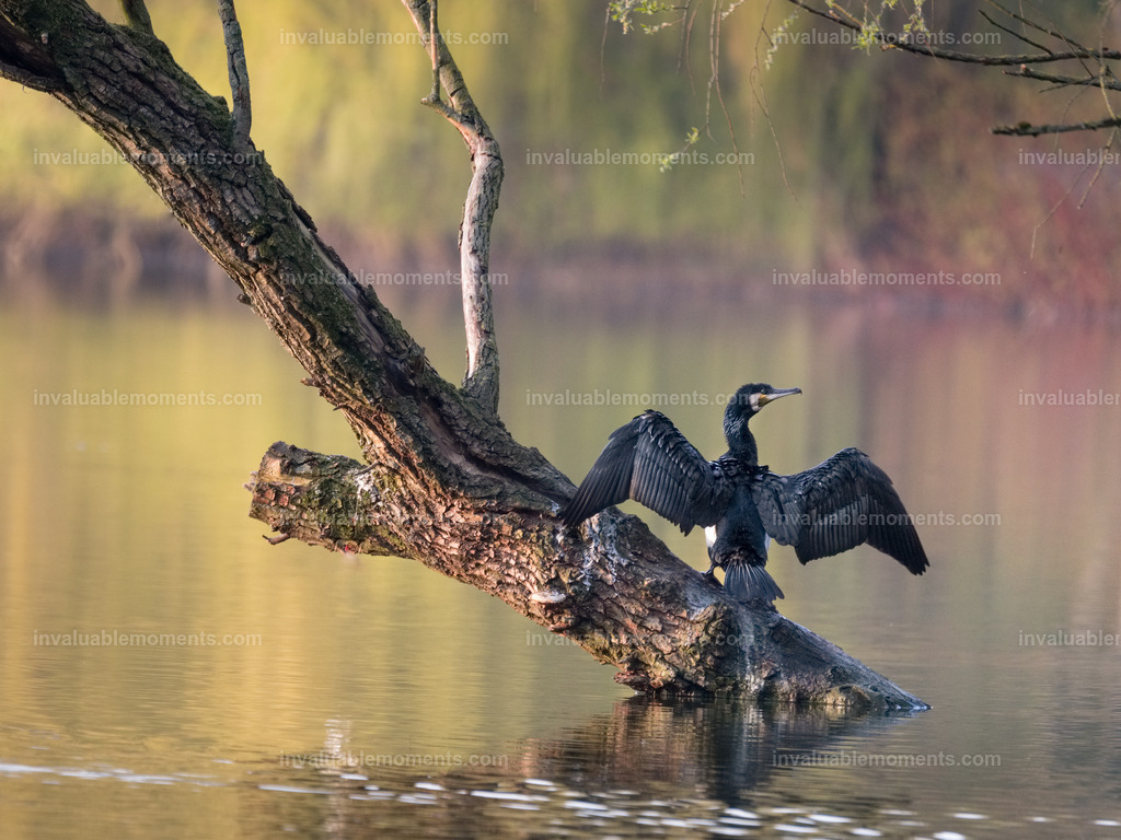 DSCF0724iridient | invaluablemoments.com - Realisiert mit Pictrs.com