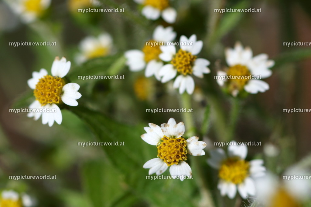 Behaartes Franzosenkraut-004 | Das Bilderarchiv über Tiere, Planzen und Landschaften. In der Bilddatenbank finden Sie ein große Auswahl an hochwertigen Bilder für Ihre Werbung - Realized with Pictrs.com