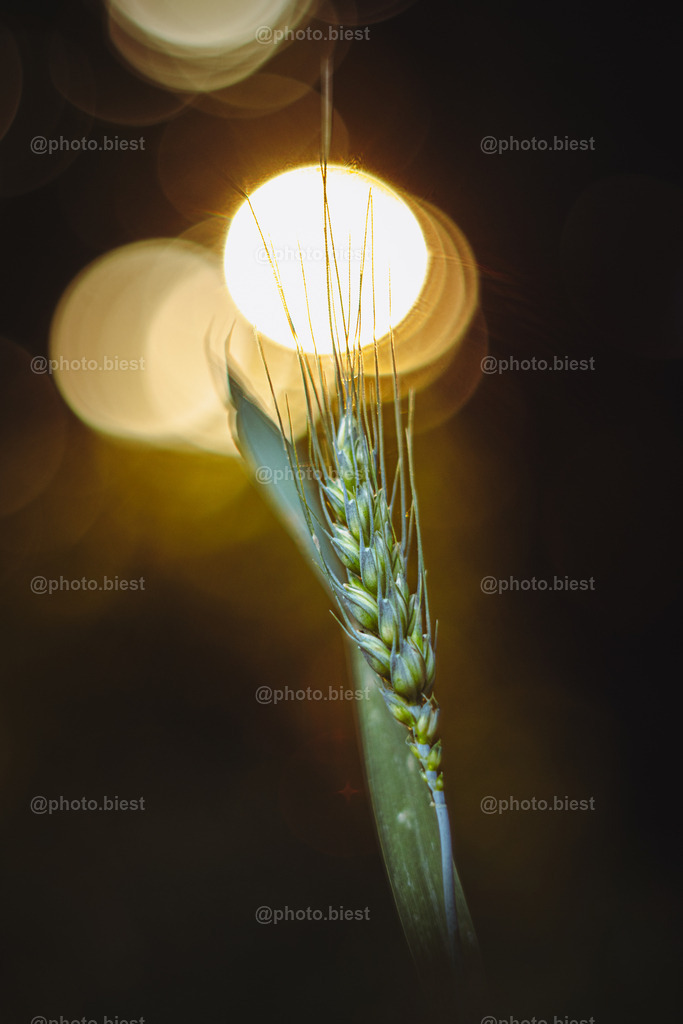 IMGC7011 | photobiest - Realisiert mit Pictrs.com