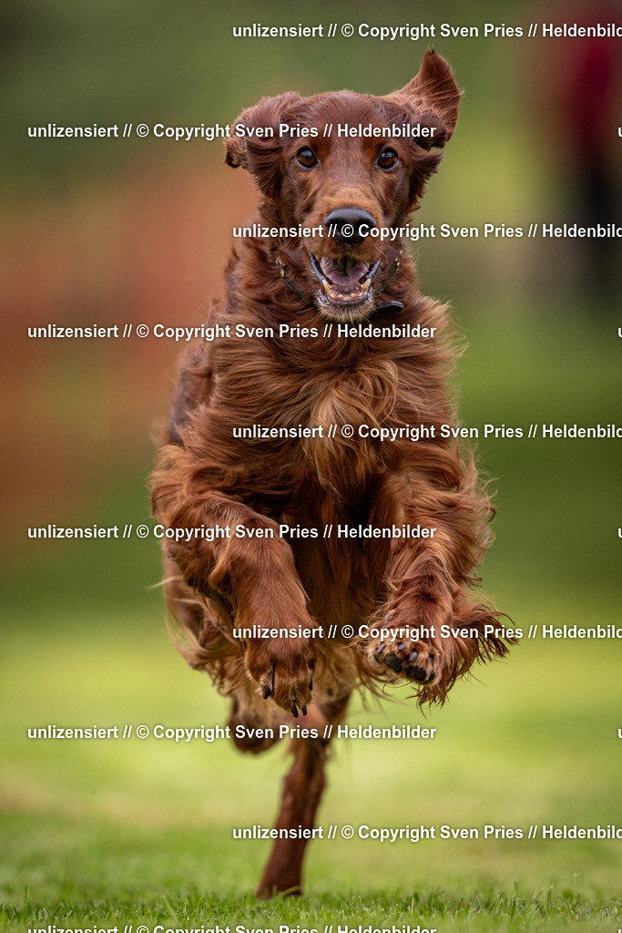 Sven Pries | 2024-09-22 - Hunderennen Baden-BadenPudelverein - Realisiert mit Pictrs.com