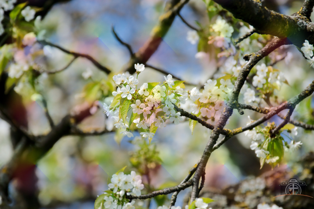 OB-Kirschblüte-0012 | Entdecken Sie eine vielfältige Auswahl individueller Fotos zum Kauf auf picturalux.de. Finden Sie hochwertige Bilder für Ihre Projekte, die Ihre Botschaft perfekt unterstreichen. Stöbern Sie jetzt und verleihen Sie Ihren Inhalten das gewisse Etwas! - Realisiert mit Pictrs.com