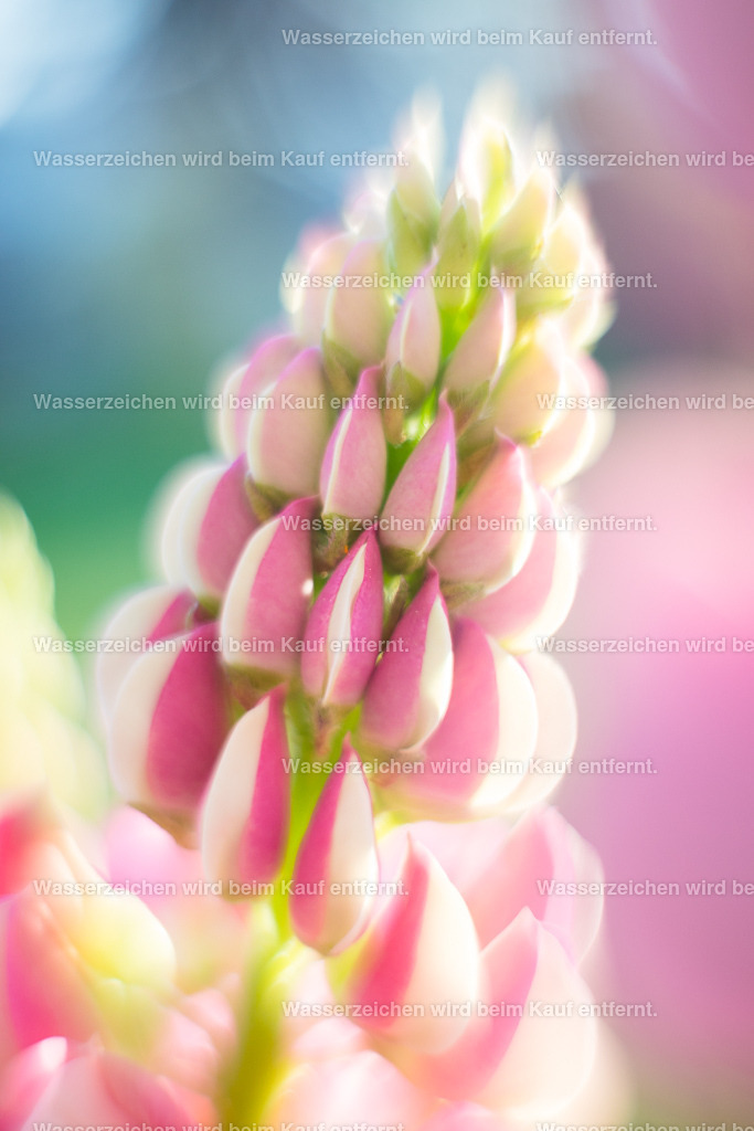 Sorgenfänger | Die Botschaft zum Bild lautet: Nutze dieses Bild mit den Energien für deine Sorgen, die du dir ab und zu mal machst. Dieses Bild hilft dir Klarheit zu gewinnen und zu erkennen, dass Sorgen dir nicht dienen. Grübeln bindet Energien.