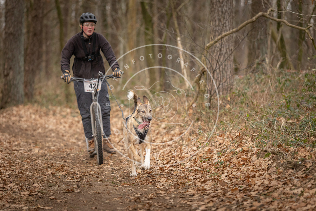 Pfotenfotografie_DV3A0855 | Hundefotografie, Tierfotograf, Pfotenfotografie, Fotoshooting Hund, Hunde Portrait, Hundesport, Hundeportraits, Heideshooting, Hunde, Sportfotograf, Hundefotograf, Turnierhundsport, THS,  - Realisiert mit Pictrs.com