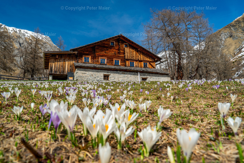 Kals_Krokusse-99 | piet_flosse