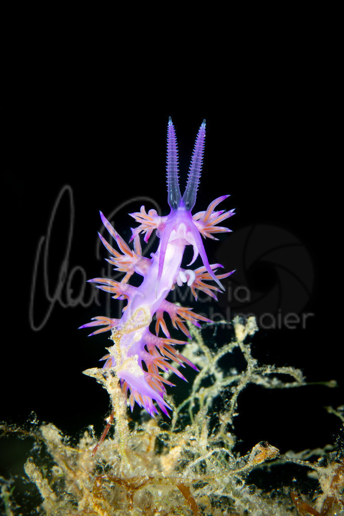 Flabellina affinis | marpic - Realisiert mit Pictrs.com