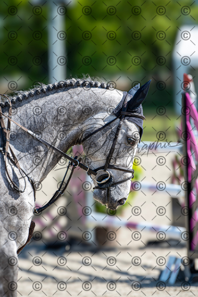 KPT_0334 | andre_photographic