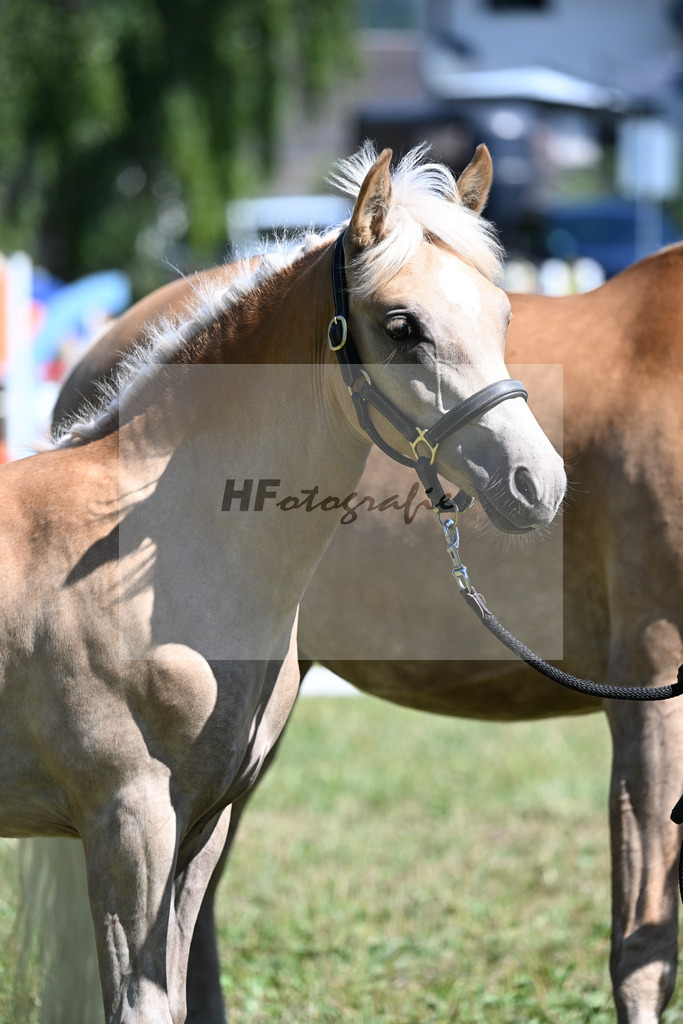 Kat-Nr. 5 SF v. Boss Hoss x Nanouk_Schindlbeck_22250088 | hf-fotografie - Realisiert mit Pictrs.com