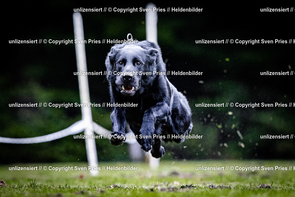 Sven Pries | 2025-10-03 - Hunderennen Obergrombach - Realisiert mit Pictrs.com