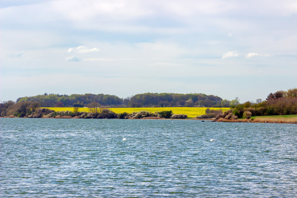 Wandbild: Rapsfeld in Arnis an der Schlei | Dieses Wandbild im Querformat zeigt den Blick über die Schlei auf ein blühendes Rapsfeld in Arnis. Der Himmel ist bewölkt.  - Realisiert mit Pictrs.com