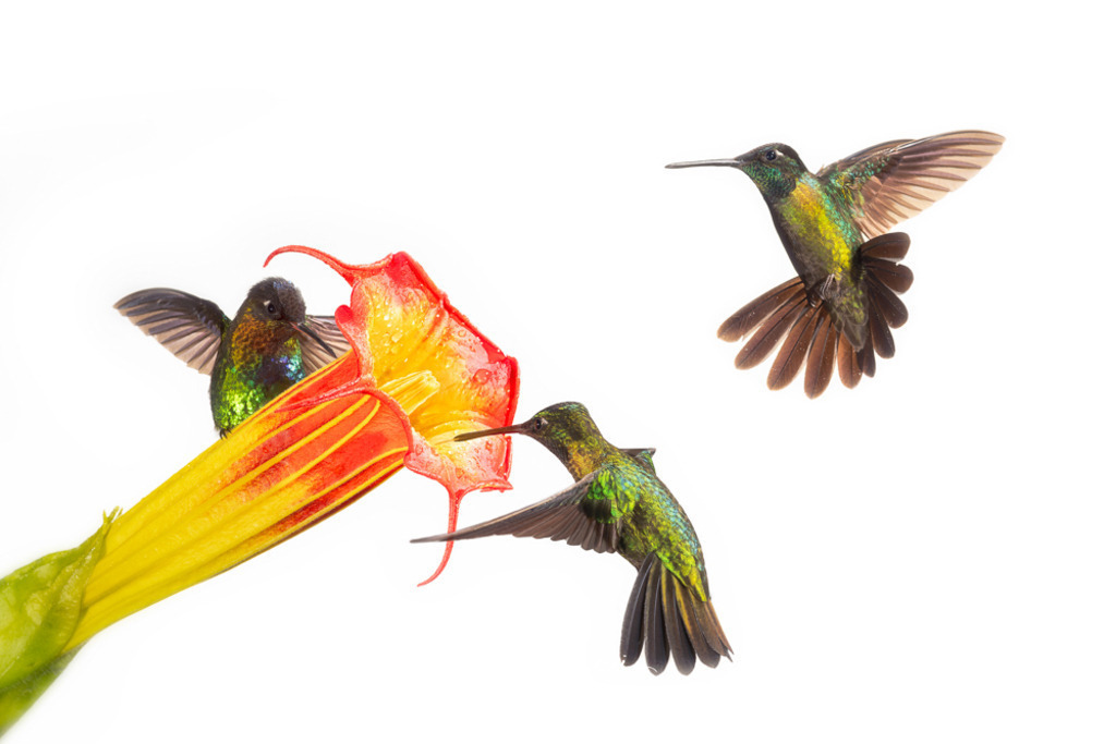 Nektarsuche bei einer Engelstrompete | Andre Wandrei - Nature Artworx - Realisiert mit Pictrs.com