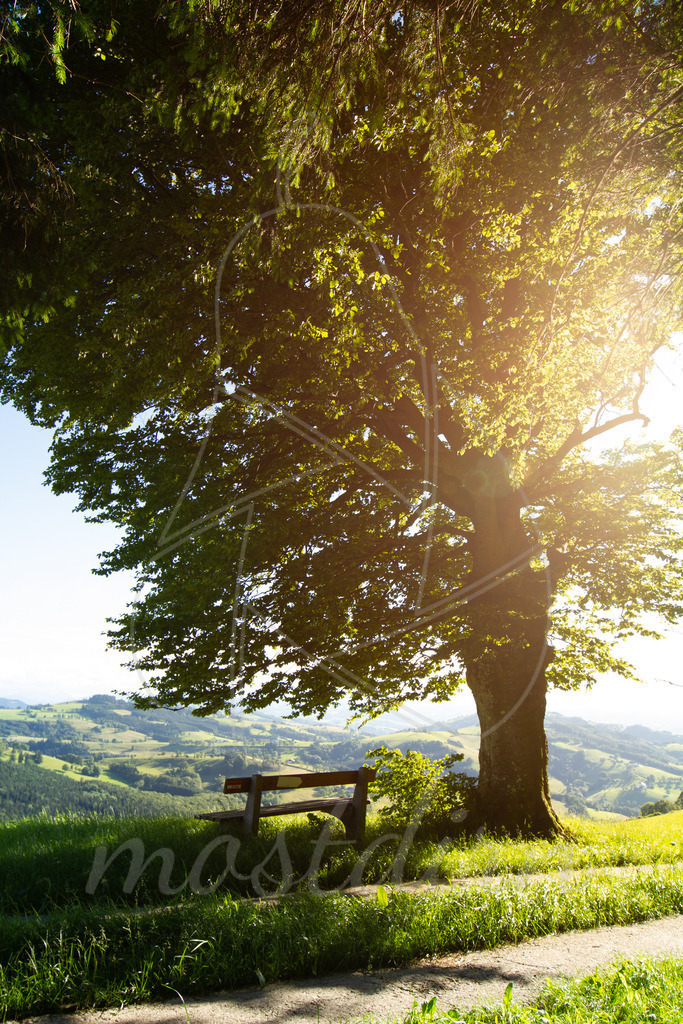 Sommerbankerl Mostviertel | Ihre Fotografin im Lungau, ihre Fotografin im Mostviertel, Wandbilder Onlineshop, Imagefotos für Ihr Unternehmen,  - Realisiert mit Pictrs.com