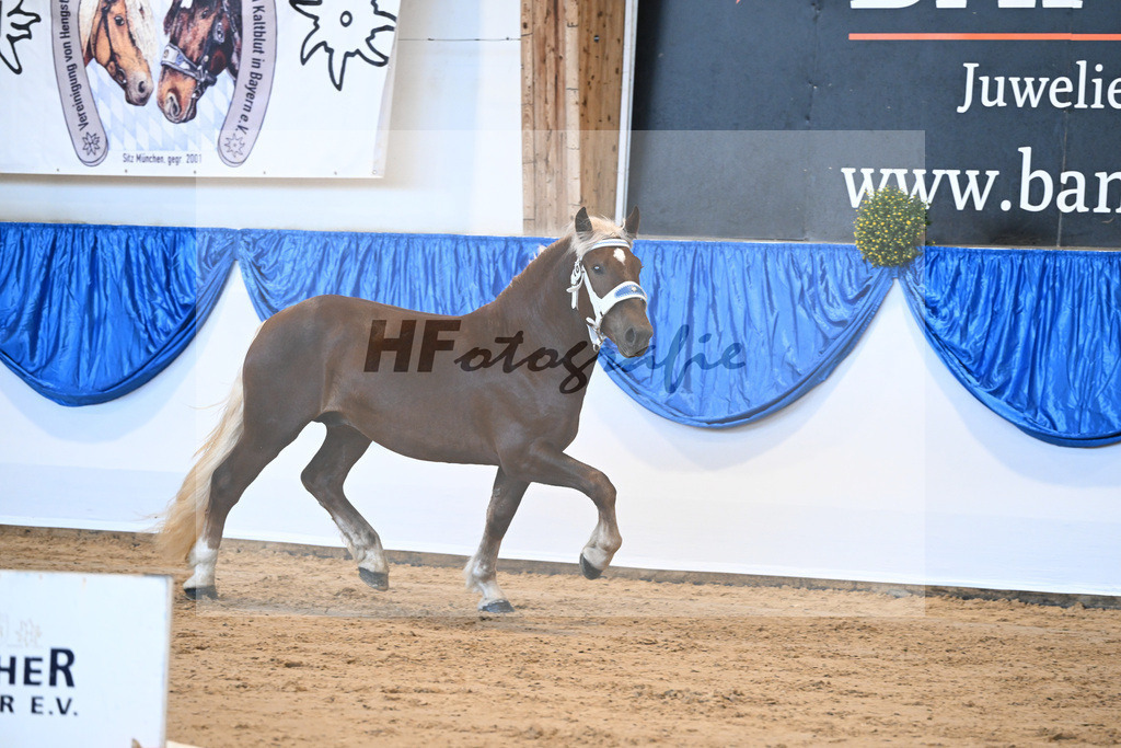 Kat-Nr. 16 nn v. Valegro_Hartl_39251082 | hf-fotografie - Realizzato con Pictrs.com