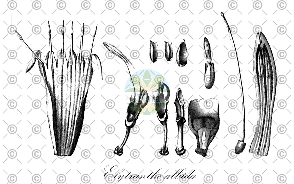 HistAbb_wfo-0000867111_1_ENZY_Simple | Historische Abbildung von Elytranthe albida - Loranthaceae | Historical Illustration of Elytranthe albida - Loranthaceae