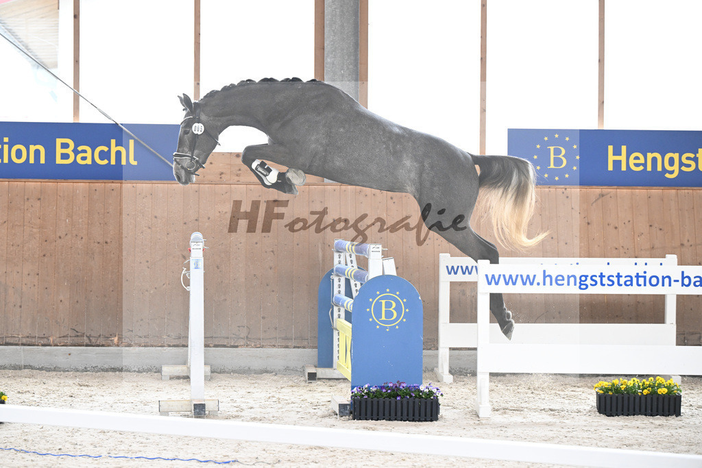Kat-Nr. 5 Geyers Larimar v. Cizero Z_Geyer_5250290 | hf-fotografie - Realisiert mit Pictrs.com