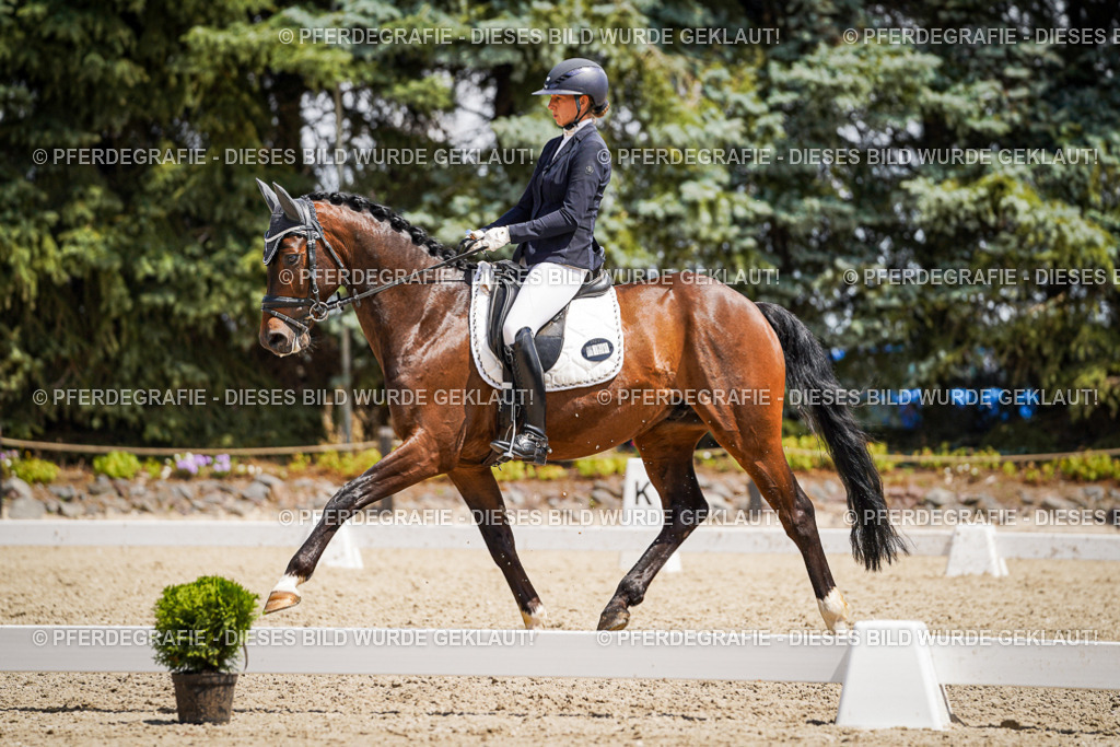 DSC01418 | Pferdegrafie