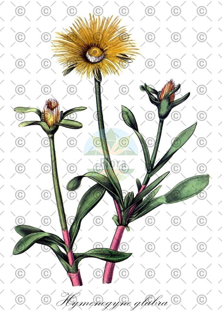 HistAbb_wfo-0000003334_1_ENZY_Simple | Historische Abbildung von Hymenogyne glabra - Aizoaceae | Historical Illustration of Hymenogyne glabra - Aizoaceae