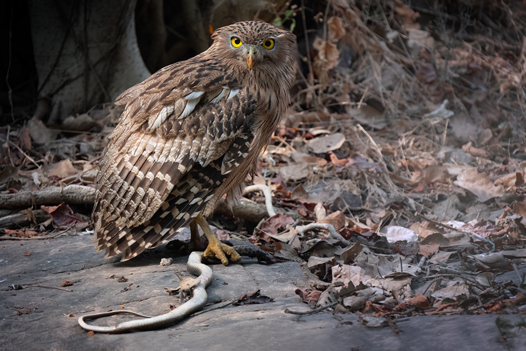 EULE  | Indien | WILD﻿﻿LIFE · NATURE | just﻿love · justSOMEWHERE · just poster | ﻿POSTER | LEINWAND | FINEART | HOLZDRUCK | FOREX-FOTODRUCK | ALU-DIBOND | ACRYLGLAS | WILD'N FREE | germany | the netherlands | kenya | vietnam | egypt | wildtiere | eichhörnchen - Realisiert mit Pictrs.com