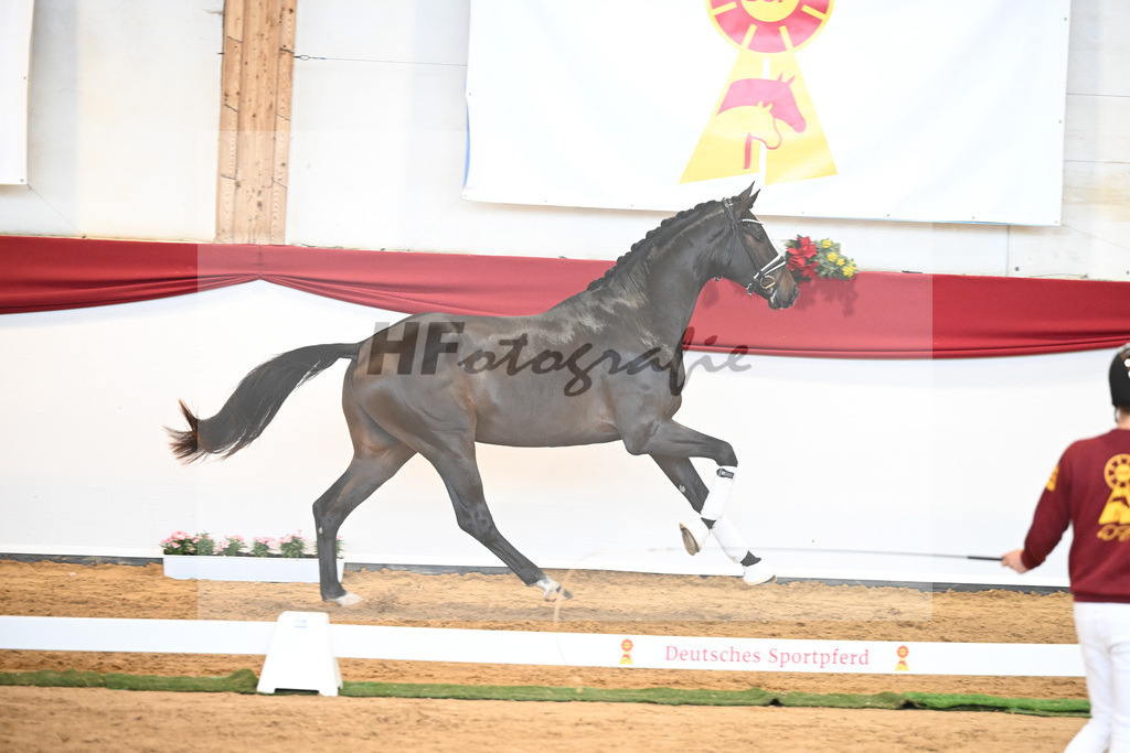 Kat-Nr. 51 Va Bene x Dante Weltino_Bergmann_43230732 | hf-fotografie - Realisiert mit Pictrs.com