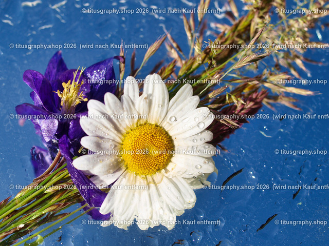 titusgraphy_P5279516-vz-ln | titusgraphy-shop: Geschenkideen mit Qualitätsfotos. titusgraphy-shop: gift ideas with quality photos. titusgraphy-shop: idées cadeaux avec photos de qualité.  - Realisiert mit Pictrs.com