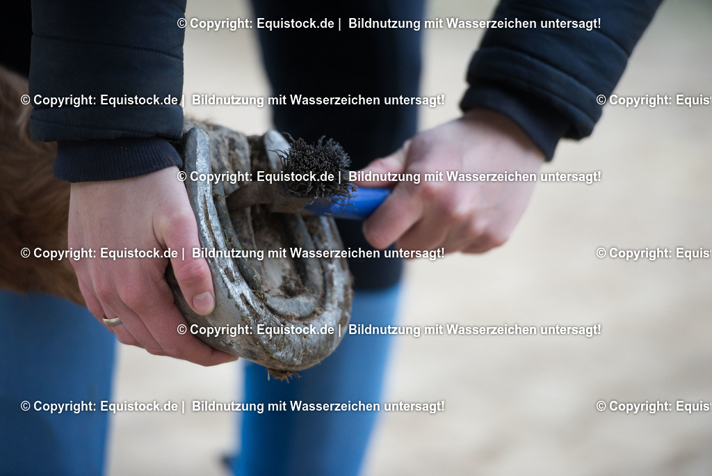 20171206_Huf_Auskratzen_Hartig_0005 | Foto: Thomas Hartig