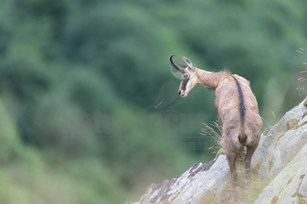 _5NF1106_20250706 | Eine Gämse (Rupicapra rupicapra) steht auf grauen Felsen und blickt nach links unten. Ihr Fell ist braun-beige mit einem markanten schwarzen Streifen entlang des Rückens. Die Hörner sind schwarz und hakenförmig. Der Hintergrund ist unscharf und zeigt grüne Vegetation. - Realisiert mit Pictrs.com