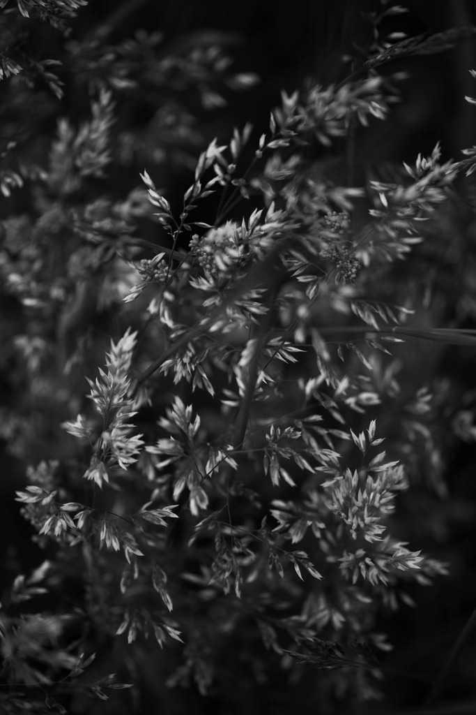 Gräser | Makroaufnahme mit Nikon ZF, AF-S Micro Nikkor 105mm f2.8