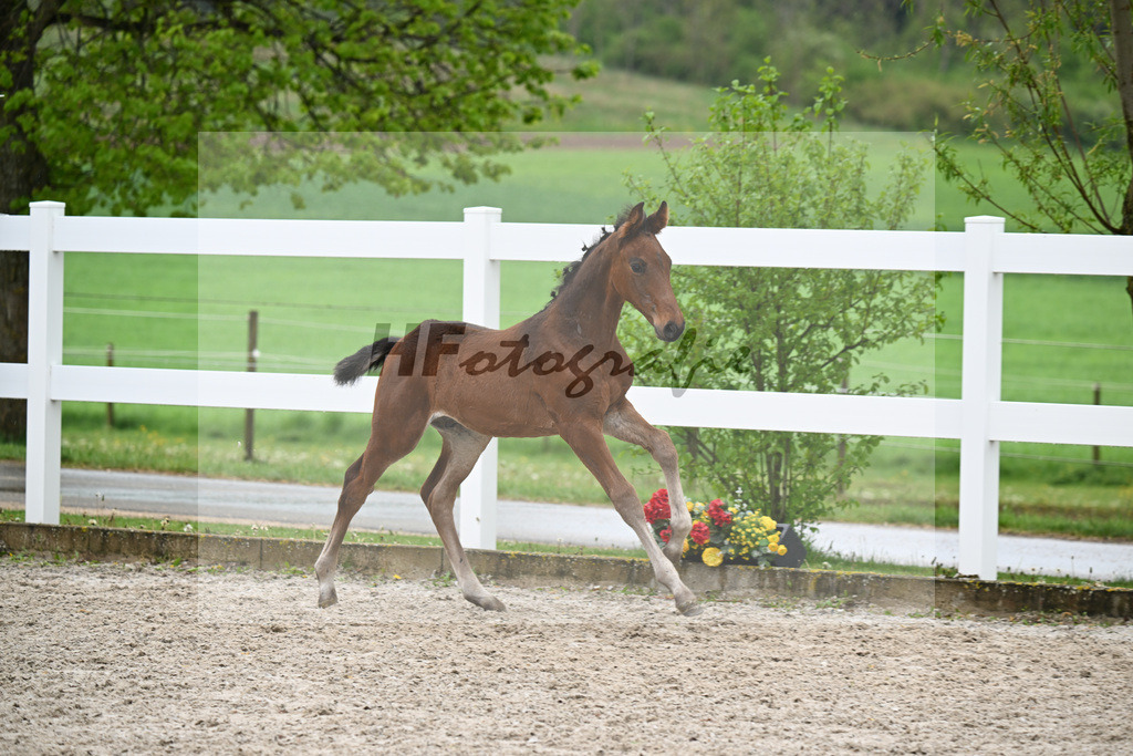 Kat-Nr. 43 HF Chacco Blue x Quo Vadios I_Schoenherr_23261541 | hf-fotografie - Realisiert mit Pictrs.com