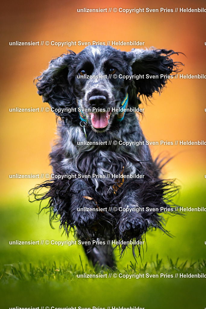 Sven Pries | 2025-09-21 - Hunderennen Baden-Oos - Realisiert mit Pictrs.com