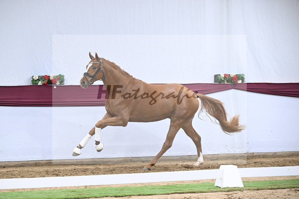 Kat-Nr. 137 Zackerey x Sarkozy_Joachim May_47254652 | hf-fotografie - Realizzato con Pictrs.com