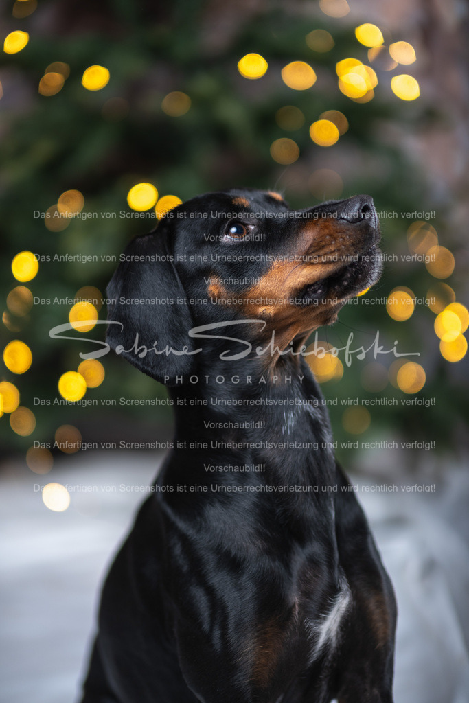 DSCF4364 | People- und Tierfotografie, Imageaufnahmen, Veranstaltungsfotografie und Wandbilder aus der Natur ★ Made in Germany ✔️ Druck + Downloads ✔️ Naturfotografie in Top Qualität ★ schneller Versand, weltweite Lieferung! - Realisiert mit Pictrs.com