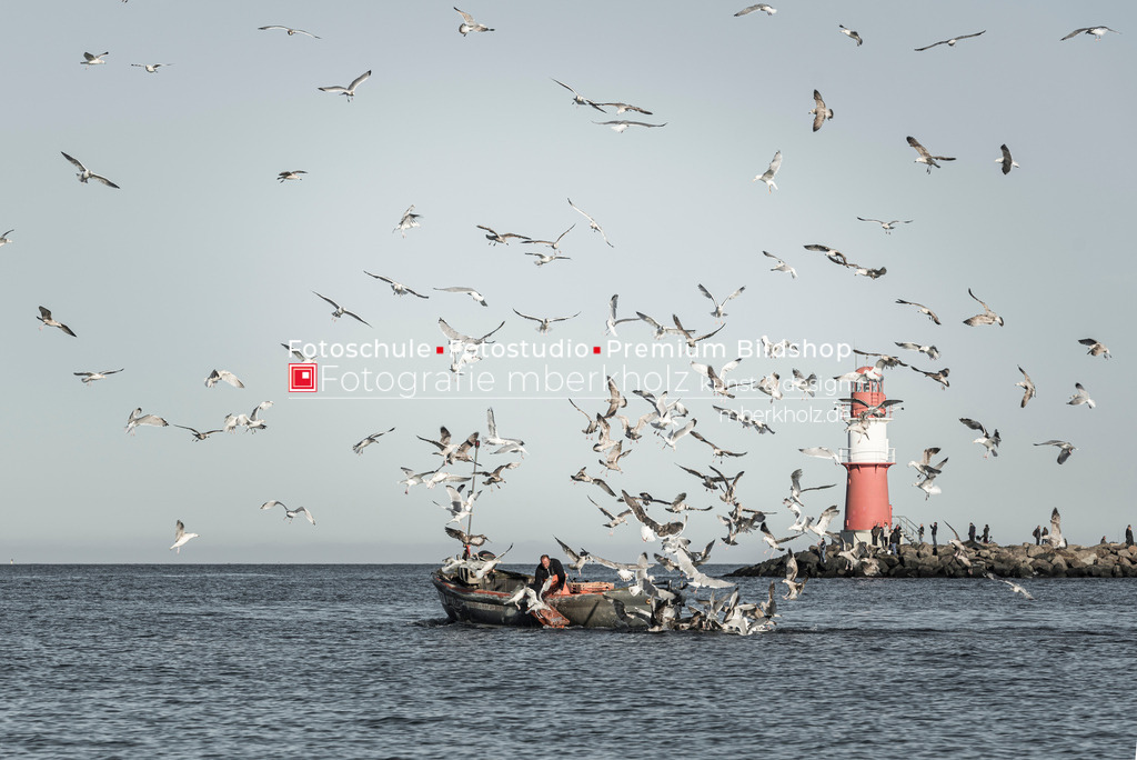 MBE4829 | Die Möwen begrüßen ein kleines Fischerboot in Warnemünde