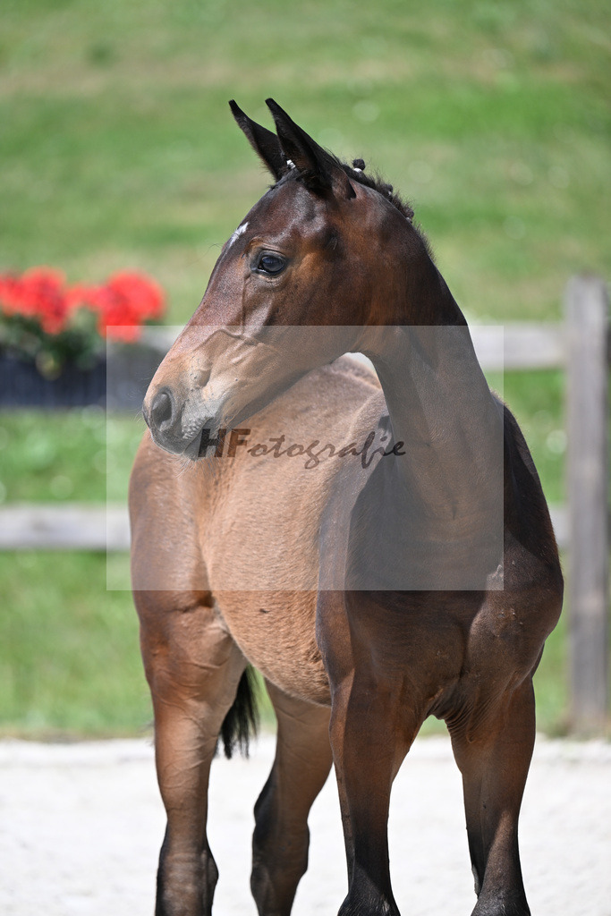 Kat-Nr. 7 St. Emilion x Va Bene_SF_Vierl_15250208 | hf-fotografie - Realizzato con Pictrs.com