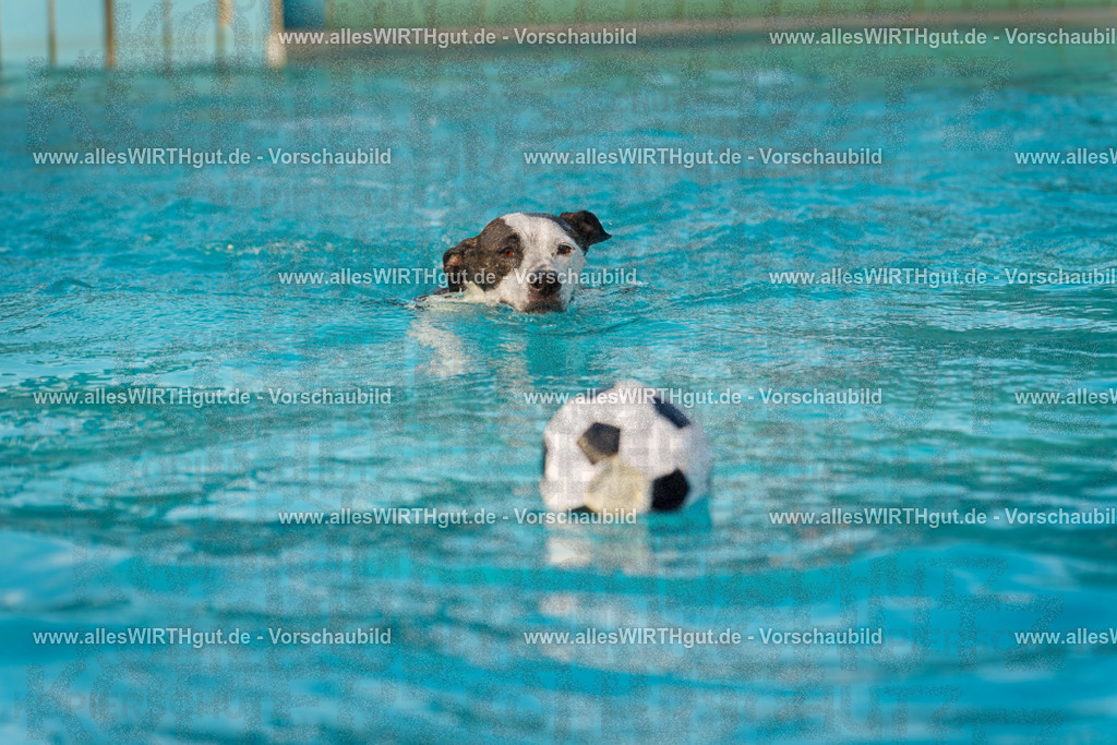 Hundeschwimmen_Grefrath_2026-allesWIRTHgut_Tierfotografie-15_08-7R509293 | Professionelle Tierfotografie in Mönchengladbach von Daniel Wirth (allesWIRTHgut). Liebevolle & natürliche Bilder von Hunden & Katzen für unvergessliche Erinnerungen.