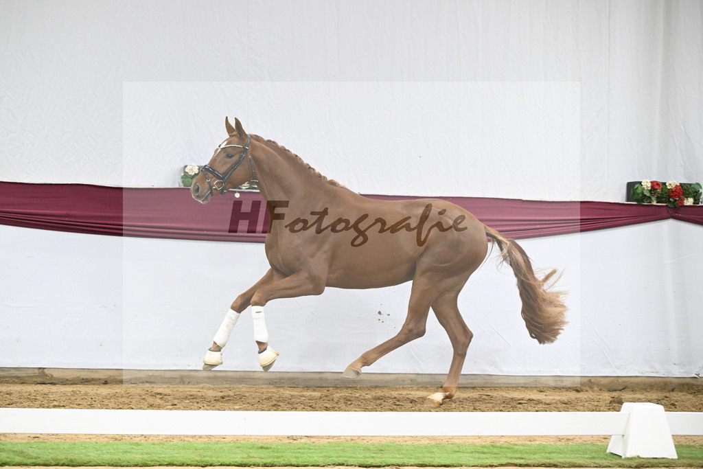 Kat-Nr. 132 Donier x Sir Alfred_Christian Kraus_47254468 | hf-fotografie - Realisiert mit Pictrs.com