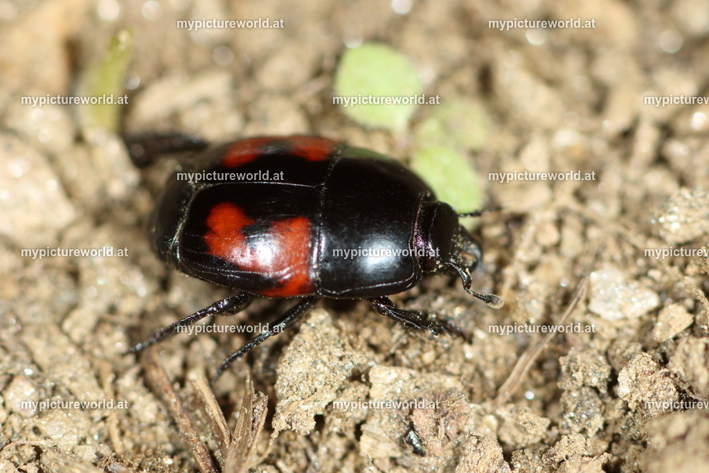 Hister quadrimaculatus-003 | Das Bilderarchiv über Tiere, Planzen und Landschaften. In der Bilddatenbank finden Sie ein große Auswahl an hochwertigen Bilder für Ihre Werbung - Realisiert mit Pictrs.com